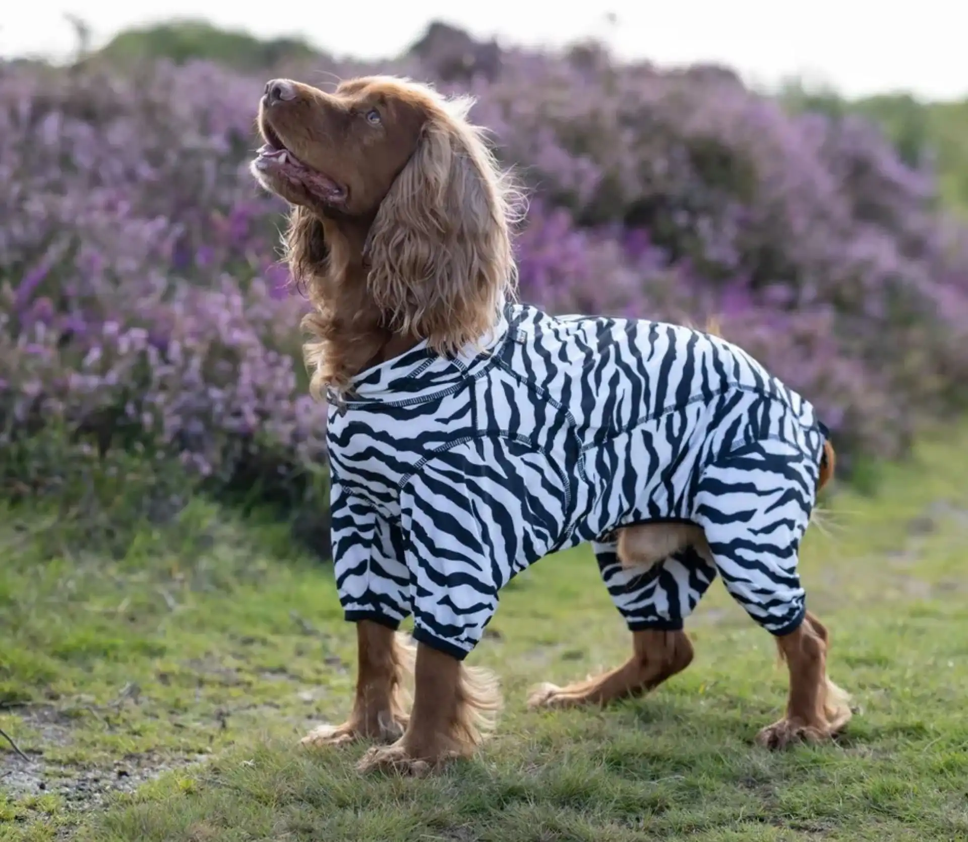 Rukka Pets Overall Zebra